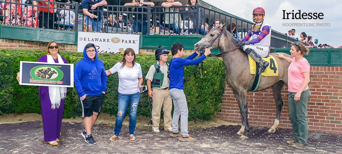 IRIDESSE, Arabian race horse